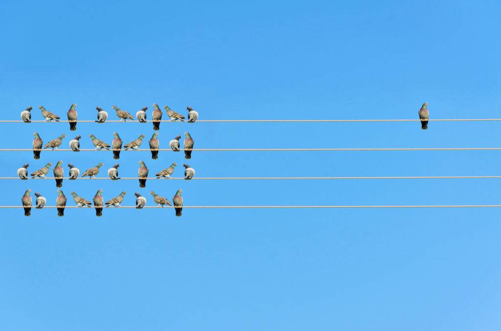 Bird alone on wire, next to flock of birds on wire