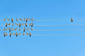 Bird alone on wire, next to flock of birds on wire