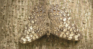Image of camouflaged brown butterfly against tree
